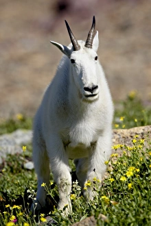 Images Dated 15th August 2008: Mountain goat (Oreamnos americanus), Glacier National Park, Montana, United States of America
