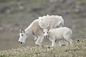 Images Dated 13th August 2011: Mountain goat (Oreamnos americanus) nanny and kid in the spring, Shoshone National Forest, Wyoming