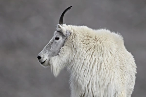 Mountain goat (Oreamnos americanus), Mount Evans, Arapaho-Roosevelt National Forest, Colorado, United States of America, North America