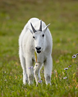 Images Dated 16th August 2008: Mountain goat (Oreamnos americanus) eating, Glacier National Park, Montana