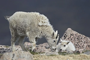 Fluffy Prints: Mountain goat (Oreamnos americanus) juvenile and kid