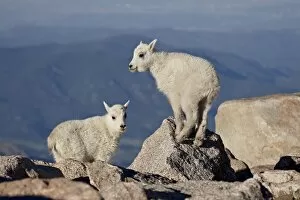 Images Dated 22nd June 2010: Two mountain goat (Oreamnos americanus) kids, Mount Evans, Colorado, United States of America