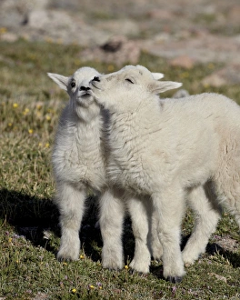 Fluffy Prints: Two mountain goat (Oreamnos americanus) kids playing