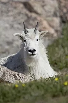 Images Dated 22nd June 2007: Mountain goat (Oreamnos americanus), Mount Evans, Colorado, United States of America