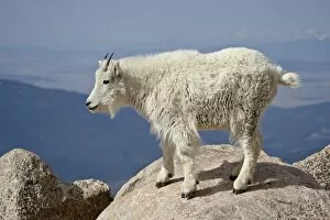 Images Dated 18th June 2008: Mountain Goat (Oreamnos americanus), Mount Evans, Colorado, United States of America