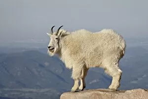Images Dated 22nd June 2010: Mountain goat (Oreamnos americanus), Mount Evans, Colorado, United States of America