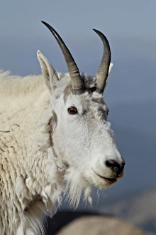 Foreground Focus Gallery: Mountain goat (Oreamnos americanus) nanny, Mount Evans, Arapaho-Roosevelt National Forest, Colorado