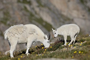 Images Dated 10th August 2007: Mountain goat (Oreamnos americanus) nanny and billy, Mount Evans, Colorado