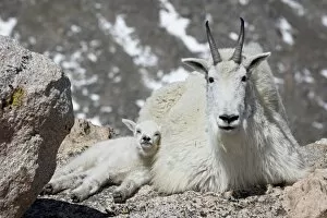 Images Dated 18th June 2008: Mountain goat (Oreamnos americanus) nanny and kid, Mount Evans, Colorado