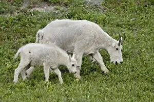 Images Dated 18th August 2008: Mountain goat (Oreamnos americanus) nanny and kid, Glacier National Park