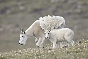 Mountain goat (Oreamnos americanus) nanny and kid in the spring, Shoshone National Forest, Wyoming, United States of America, North America