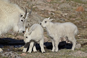 Fluffy Prints: Mountain goat (Oreamnos americanus) nanny and kids