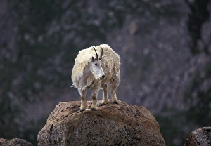 Mountain goat on peak, Mt
