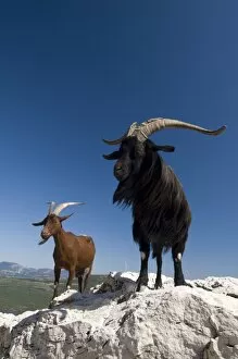 Mountain goats, Gorges du Verdon, Provence, France, Europe