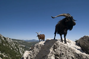 Images Dated 20th August 2008: Mountain goats overlooking the Gorges du Verdon, Provence, France, Europe