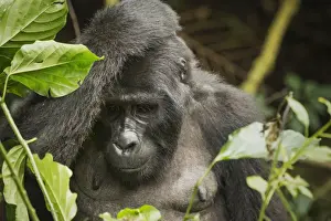 Uganda Prints: Mountain gorilla, Bwindi Impenetrable National Park, Uganda, Africa