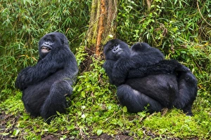 Mountain gorilla (Gorilla beringei beringei), Virunga National Park, Rwanda, Africa