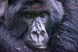 Head And Shoulders Gallery: Mountain gorilla (Gorilla beringei beringei), Virunga National Park, Rwanda, Africa