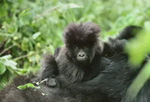 Baby Animals Prints: Mountain Gorilla (Gorilla g. beringei) infant on mothers back, Virunga Volcanoes