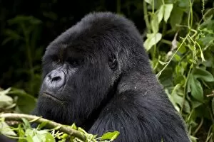 Images Dated 27th January 2000: Mountain Gorilla (Gorilla gorilla beringei) silverback