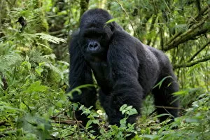 Images Dated 27th January 2000: Mountain gorilla (Gorilla gorilla beringei)