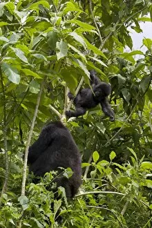 Images Dated 28th January 2000: Mountain gorilla (Gorilla gorilla beringei) with her young baby