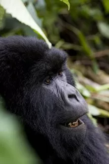 Images Dated 28th January 2000: Mountain gorilla (Gorilla gorilla beringei)