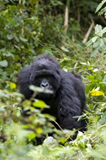 Images Dated 28th January 2000: Mountain gorilla (Gorilla gorilla beringei)
