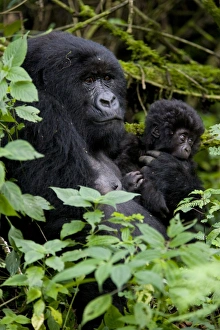 Images Dated 28th January 2000: Mountain gorilla (Gorilla gorilla beringei) with her young baby