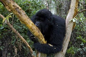 Images Dated 28th January 2000: Mountain gorilla (Gorilla gorilla beringei)