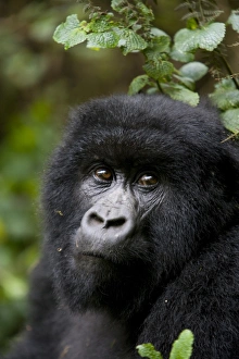 Images Dated 28th January 2000: Mountain gorilla (Gorilla gorilla beringei)