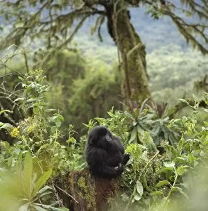 Images Dated 1st March 2010: Mountain Gorilla (Gorilla gorilla beringei) juvenile, Virunga Volcanoes, Rwanda, Africa