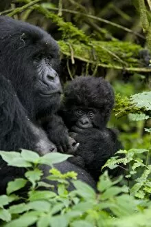 Images Dated 27th January 2000: Mountain gorilla (Gorilla gorilla beringei) with her baby