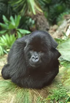 Mountain Gorilla (Gorilla gorilla beringei) blackback male in sub-alpine zone