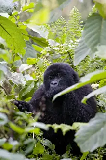 Mountain gorilla (Gorilla gorilla beringei) eating leaves