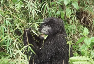 Mountain Gorilla (Gorilla gorilla beringei) female feeding on vine after rain