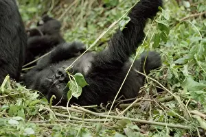 Mountain Gorilla (Gorilla gorilla beringei) juvenile playing, Virunga Volcanoes