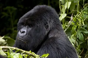 Mountain Gorilla (Gorilla gorilla beringei) silverback