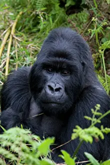Rwanda Prints: Mountain Gorilla (Gorilla gorilla beringei) silverback