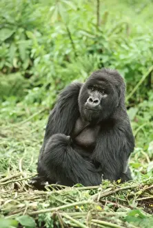 Mountain Gorilla (Gorilla gorilla beringei) silverback male, Virunga Volcanoes