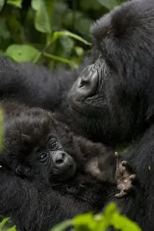 Mountain gorilla (Gorilla gorilla beringei) with her young baby