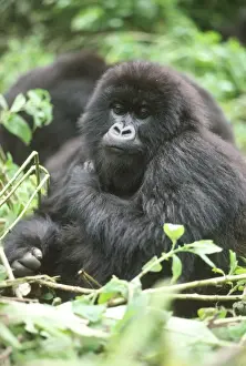 Mountain Gorilla (Gorilla gorilla beringei) young female, Virunga Volcanoes