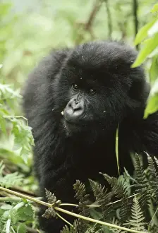 Mountain Gorilla (Gorilla gorilla beringei) young male, Virunga Volcanoes, Rwanda, Africa