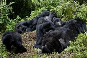 Mountain gorilla group (Gorilla gorilla beringei)