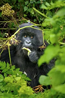 Rwanda Prints: A mountain gorilla, a member of the Agasha family in the mountains of Volcanos National Park
