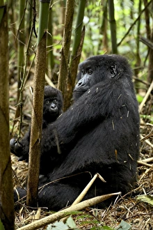 Togetherness Prints: Mountain gorilla mother holding infant facing her