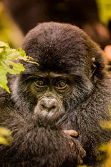 Uganda Prints: Mountain Gorillas in Bwindi Impenetrable Forest National Park, UNESCO World Heritage Site