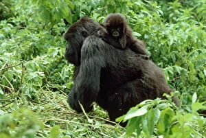 Images Dated 1st March 2010: Mountain Gorillas (Gorilla g. beringei) female with infant on back, Virunga Volcanoes