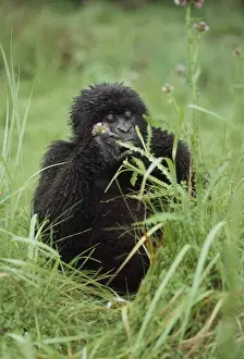 Mountain Gorillas (Gorilla g. beringei) young female feeding, Virunga Volcanoes