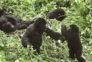 Mountain Gorillas (Gorilla gorilla beringei), juveniles playing, Virunga Volcanoes